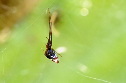 Réf. 240 214 : Argyrodes argyrodes